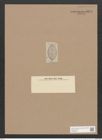 Navicula sp. (de-Toni-Nr.: Genus 1) Zeichnungen Sammlung Grunow Nr. 1371 (NHMW-BOT-W0368325)